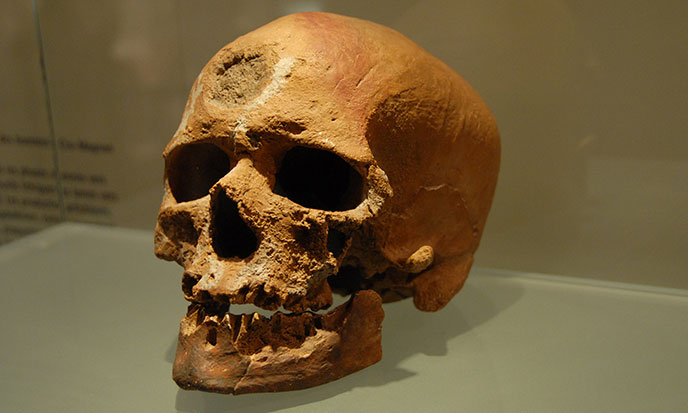 Crâne-Musée-Préhistoire-Verdon-688po