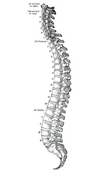 colonne-vertebrale-200po