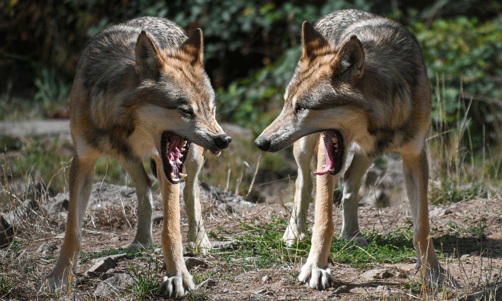 The Two Wolves - Eden Saga - english