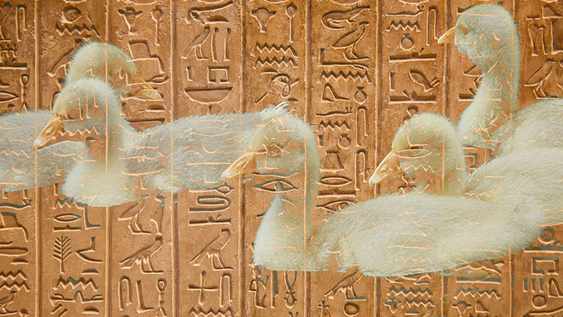 Oisons de hiéroglyphes (les plus rares) --- 25xe