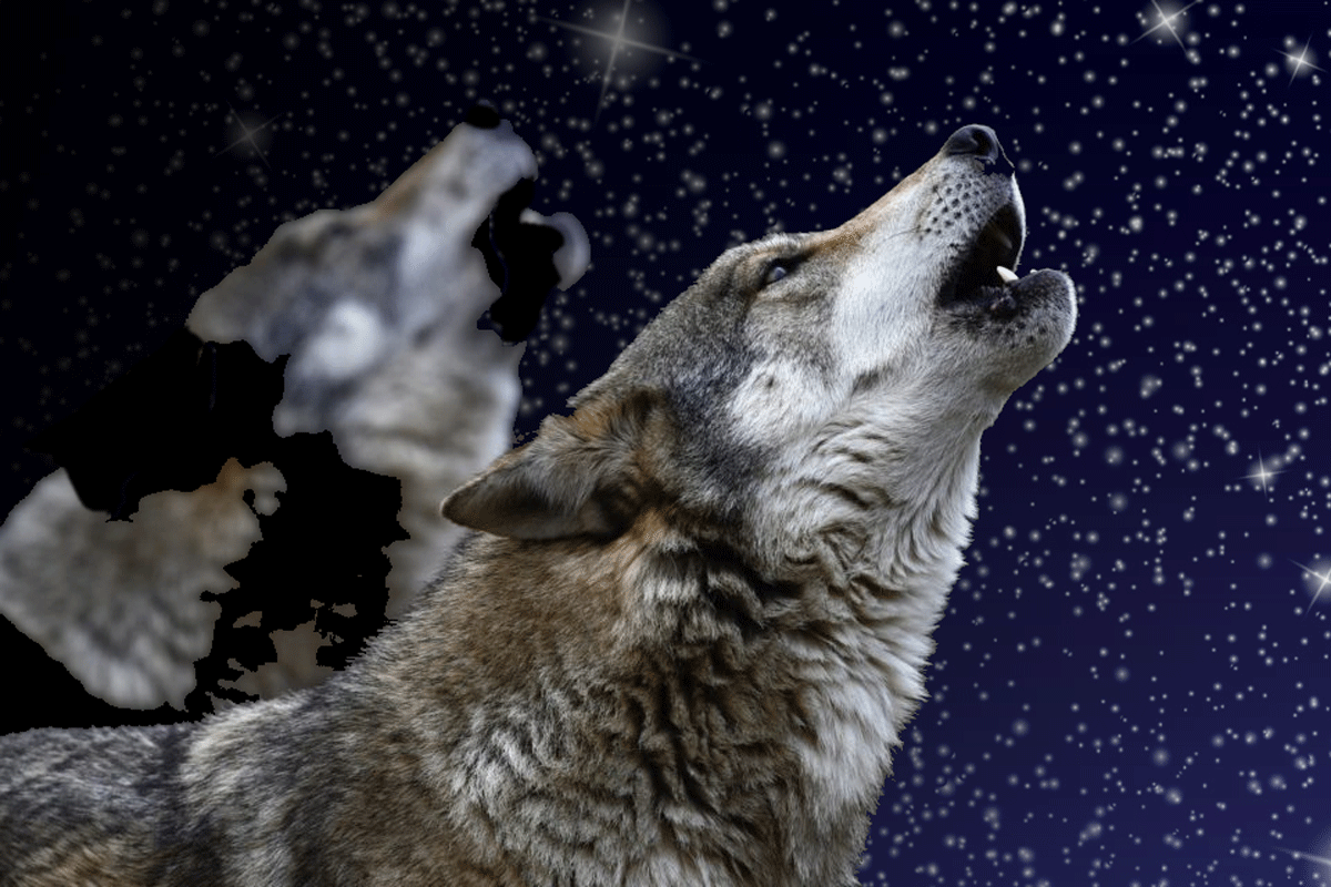 La nuit vient; les Loups la saluent --- 25xe