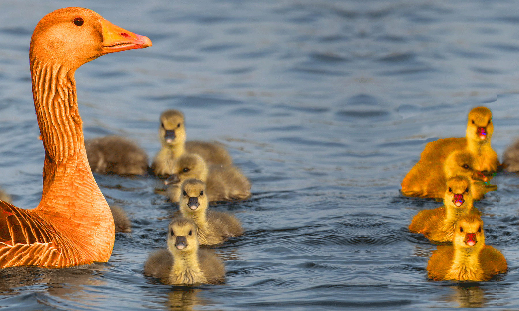 Les comptes de l'amère loi tombent juste : onze oisons. --- 25xe