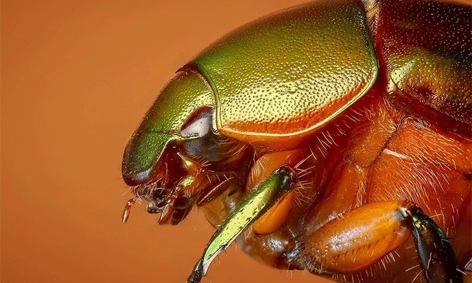 scarabee-or-pixabay-688po