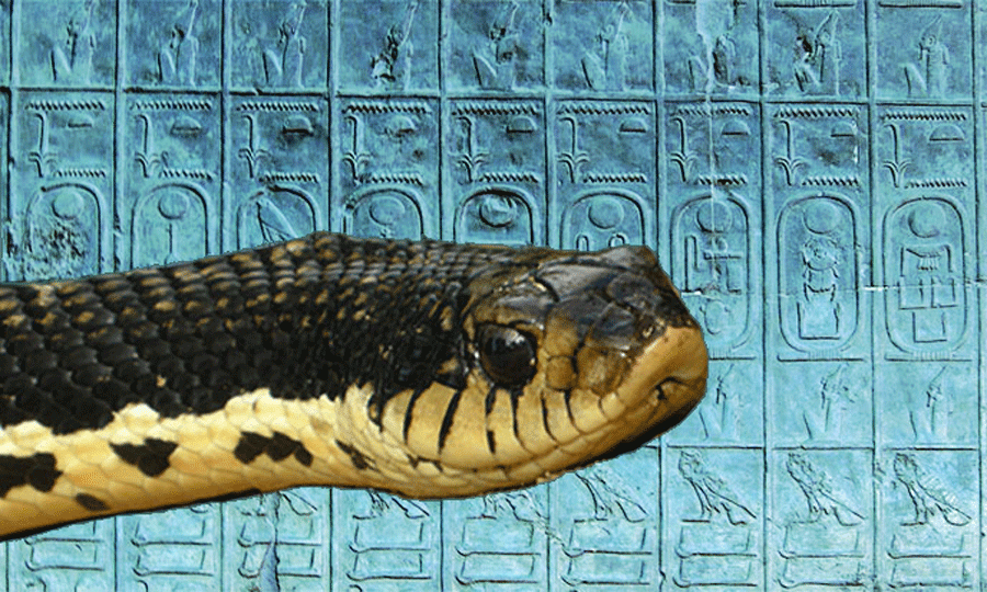 Malagasy Giant Hognosed Snake --- 26xe